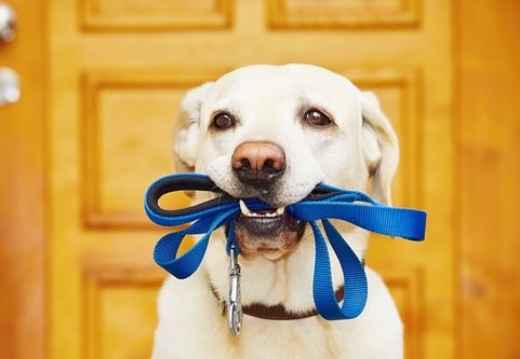 Picture for category Leashes